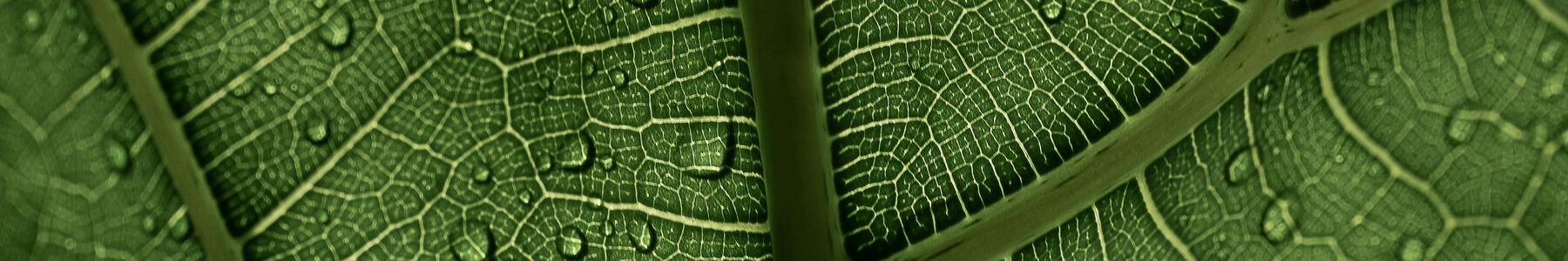 Image d'une feuille avec des gouttes d'eau