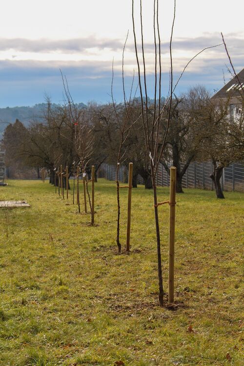 Small fruit trees in a meadow